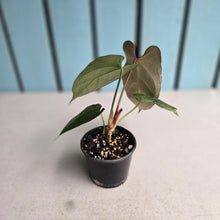 Load image into Gallery viewer, #R433 Anthurium NOID