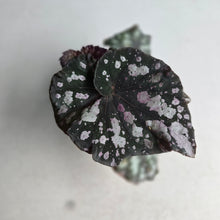 Load image into Gallery viewer, #D458 Begonia Unknown