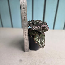 Load image into Gallery viewer, #D458 Begonia Unknown