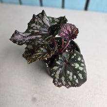 Load image into Gallery viewer, #D458 Begonia Unknown