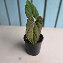 Load image into Gallery viewer, #R45 Anthurium NOID