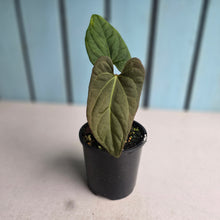 Load image into Gallery viewer, #R45 Anthurium NOID