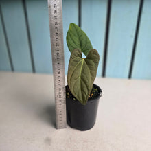 Load image into Gallery viewer, #R45 Anthurium NOID