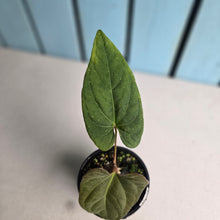 Load image into Gallery viewer, #R45 Anthurium NOID