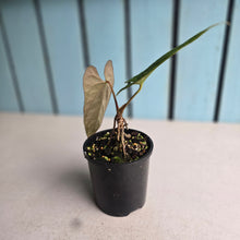 Load image into Gallery viewer, #R45 Anthurium NOID