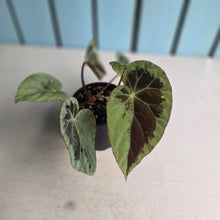 Load image into Gallery viewer, #D76 Begonia Burkillii Silver