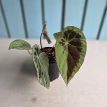 Load image into Gallery viewer, #D76 Begonia Burkillii Silver