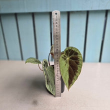 Load image into Gallery viewer, #D76 Begonia Burkillii Silver