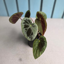Load image into Gallery viewer, #D76 Begonia Burkillii Silver
