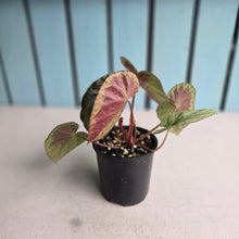 Load image into Gallery viewer, #D76 Begonia Burkillii Silver
