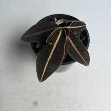 Load image into Gallery viewer, #R16 Labisia Brown Pink