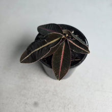Load image into Gallery viewer, #R16 Labisia Brown Pink