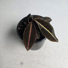 Load image into Gallery viewer, #R16 Labisia Brown Pink