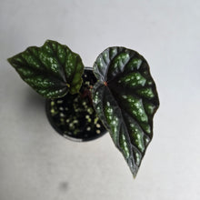 Load image into Gallery viewer, #R39 Begonia Handelii var Prostrata