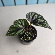 Load image into Gallery viewer, #R39 Begonia Handelii var Prostrata
