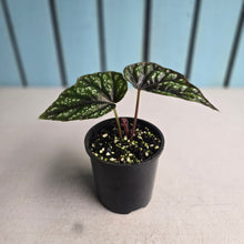 Load image into Gallery viewer, #R39 Begonia Handelii var Prostrata