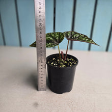 Load image into Gallery viewer, #R39 Begonia Handelii var Prostrata