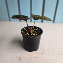 Load image into Gallery viewer, #R39 Begonia Handelii var Prostrata