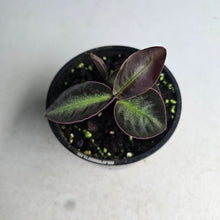 Load image into Gallery viewer, #RD50 Labisia Sp.