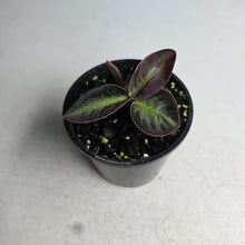 Load image into Gallery viewer, #RD50 Labisia Sp.