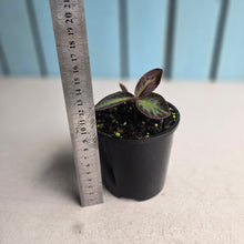 Load image into Gallery viewer, #RD50 Labisia Sp.