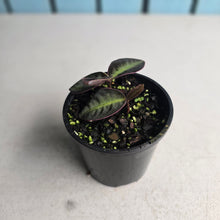 Load image into Gallery viewer, #RD50 Labisia Sp.
