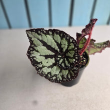Load image into Gallery viewer, #R82 Begonia Unknown