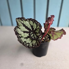 Load image into Gallery viewer, #R82 Begonia Unknown