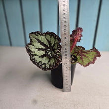 Load image into Gallery viewer, #R82 Begonia Unknown