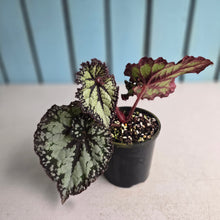 Load image into Gallery viewer, #R82 Begonia Unknown