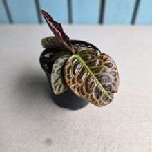 Load image into Gallery viewer, #R843 Labisia Turtle Back