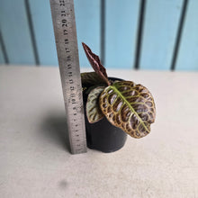 Load image into Gallery viewer, #R843 Labisia Turtle Back