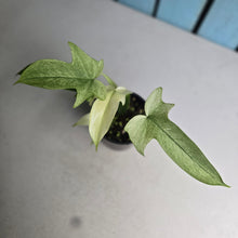 Load image into Gallery viewer, #RA14 Philodendron Florida Ghost