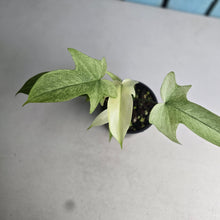 Load image into Gallery viewer, #RA14 Philodendron Florida Ghost