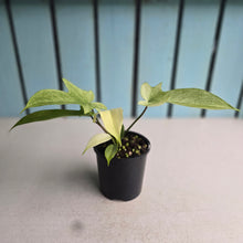 Load image into Gallery viewer, #RA14 Philodendron Florida Ghost