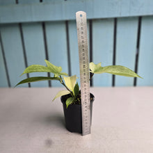 Load image into Gallery viewer, #RA14 Philodendron Florida Ghost