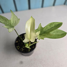 Load image into Gallery viewer, #RA14 Philodendron Florida Ghost