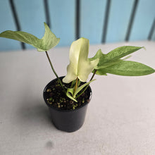 Load image into Gallery viewer, #RA14 Philodendron Florida Ghost