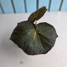 Load image into Gallery viewer, #R24 Begonia Yorkes Delight