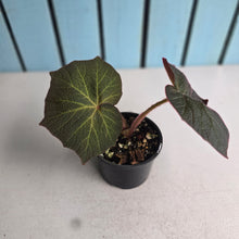 Load image into Gallery viewer, #R24 Begonia Yorkes Delight