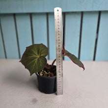 Load image into Gallery viewer, #R24 Begonia Yorkes Delight