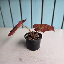 Load image into Gallery viewer, #R24 Begonia Yorkes Delight
