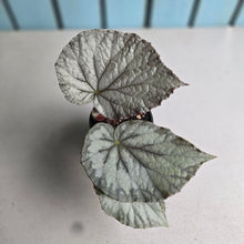 Load image into Gallery viewer, #D69 Begonia Unknown
