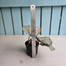 Load image into Gallery viewer, #D69 Begonia Unknown