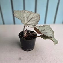 Load image into Gallery viewer, #D69 Begonia Unknown