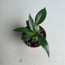 Load image into Gallery viewer, #R21 Two x Anthurium Rupicola Seedlings