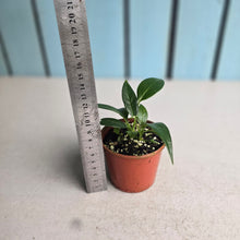Load image into Gallery viewer, #R21 Two x Anthurium Rupicola Seedlings