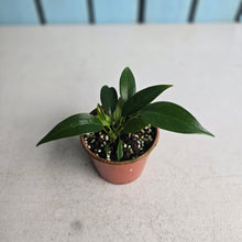 Load image into Gallery viewer, #R21 Two x Anthurium Rupicola Seedlings