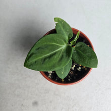 Load image into Gallery viewer, #RB10 Anthurium Villenaorum Seedling