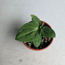 Load image into Gallery viewer, #RB10 Anthurium Villenaorum Seedling